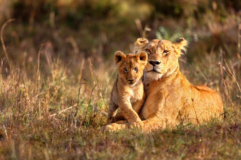 Which Is The Best Time To Visit Gir National Park?